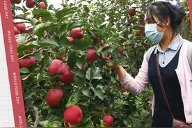 世界粮食日 | 昆明这些土特产又红又火！图片