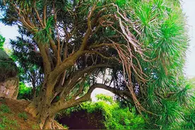 海南发现一棵龙血树，已经活了6000年，割破树皮会流出红色汁液图片