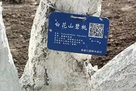 花开如雪洁白晶莹，济南泉城公园的白色碧桃开了图片