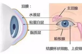 守护好你的睑板腺，因为它没了就真的没了图片