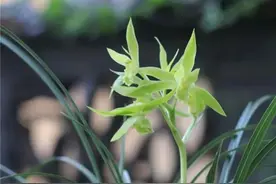 这十大名品蕙兰极其懒花，但各有特色还很香，就看你敢不敢来挑战图片
