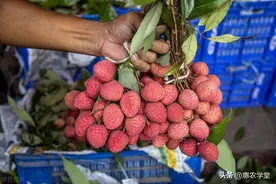 荔枝价格贵到飞起？现在荔枝多少钱一斤？今年荔枝为什么这么贵？图片