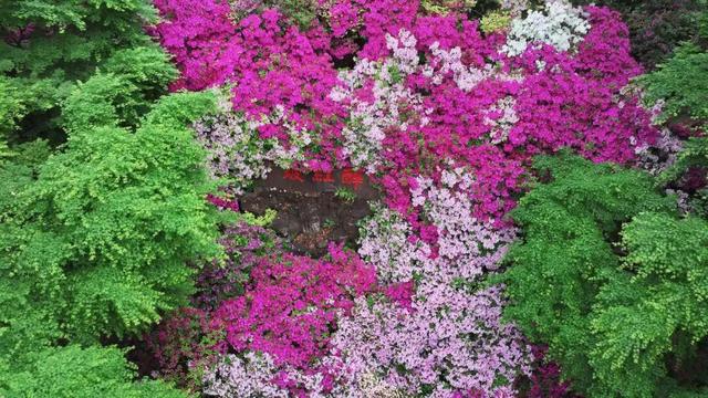 无锡这座绝美花园，免费开放了