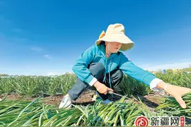 星火村头茬韭菜抢“鲜”上市 菜商直接到地头收购图片