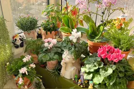 公认“室内好养”的10种花，耐半阴，花期长开花美，懒人也能养活图片