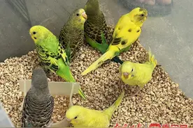 孩子要养宠物这件事儿，家长应该如何对待？图片