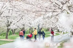 上海首份“赏樱攻略”来了！花开无声却述说着“气候密码”图片
