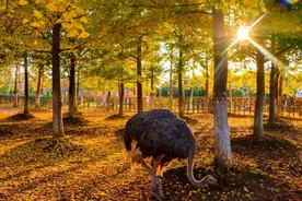 两条路线，带您领略汉中茶乡绝美景色！图片