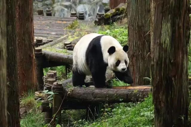 雅安这些景区免票、半价！