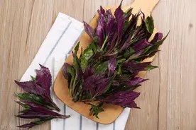 注意！农村最爱吃的四种野菜一律禁止食用图片