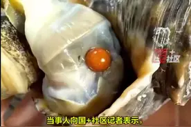 幸运！女子聚餐吃海螺时硌牙，吐出来竟是1颗罕见橘色海螺珠图片