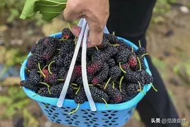 桑葚别用盐水泡，等于吃虫卵，教你一招，虫卵全跑光，吃着更放心图片