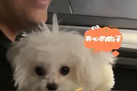 坐副驾的狗狗看女主人来了，马上跳到一旁让座图片
