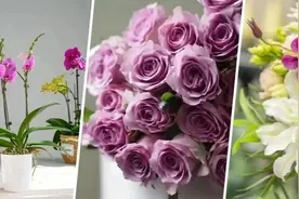 爱花人的盛会！2025迎春花展将在长宁这里举行→图片