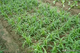 下雨过后给空心菜施上三种肥，空心菜长得又快又嫩，疯长不停图片
