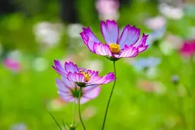 孩子的一生，都在为父母的层次买单图片