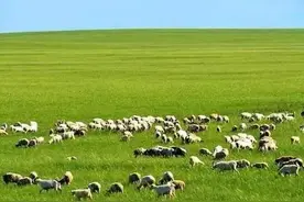 《你是一首悠扬的牧歌》图片