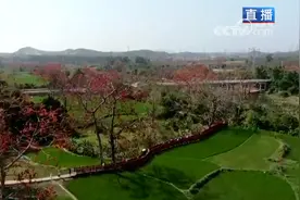 唱好“花为媒” 发展“花经济” 各地抢抓“春日经济”流量红利图片