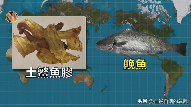 美国陈年花胶 2026年陈年花胶价格