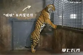 老虎饿成皮包骨？！长沙生态动物园回复图片