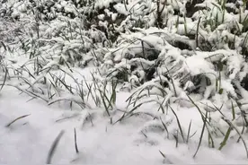 刚刚，浙江下雪了！图片