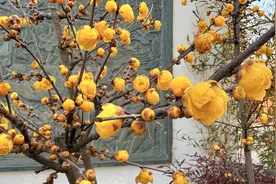 春节假期来武汉东湖怎么玩？这份游玩攻略不容错过图片