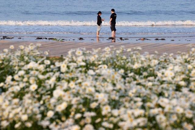 日照的浪漫藏不住了！山海天“花屿海”鲜花盛放引客来