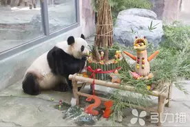 旅居苏州13年！大熊猫“新月”“竹韵”的健康“苏式生活”图片