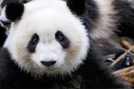 大熊猫七喜，腮红很重的汽水妹妹，目前在鄂尔多斯当草原格格图片