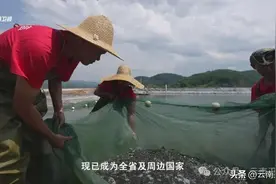 《第一要务》之【高质量发展面对面】版纳实施水产种业振兴，打造云南水产种业高地和我国渔业“南繁”理想地图片