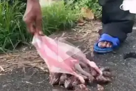 9月18日，台东悲剧：蜗牛粽致毒老人误食酿三亡九伤图片