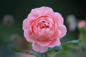 判断一个男人是不是“花心”，不要去试探，只需观察一个细节图片