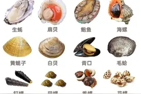 中国海鲜十大名贝，你都吃过吗？图片