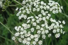 藁（gao）本是一种怎样的植物图片