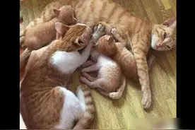 猫爸冒充宝宝偷喝猫妈的奶，它内心是拒绝的：和孩子抢奶害臊不？图片