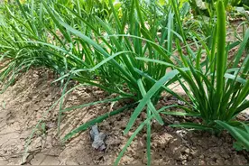 强肾明目饮，每天一杯，补肾益精、养肝明目，提高免疫力图片