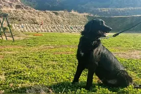 5条退役警犬找领养，电话被打爆了！图片