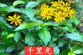 长得像野菊花的千里光，老人叫它“明目草”，看到采摘一些备用图片