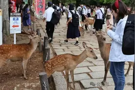 中国人在奈良打鹿？“日本铁头”紧急删视频怂了图片