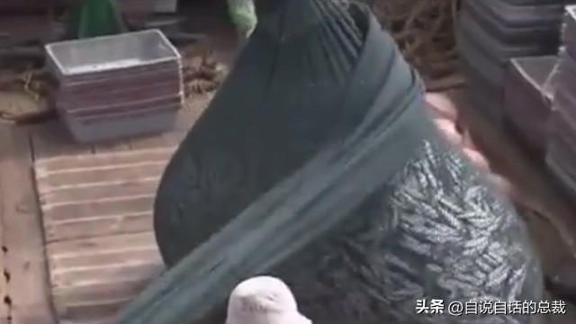 美国陈年花胶 2026年陈年花胶价格