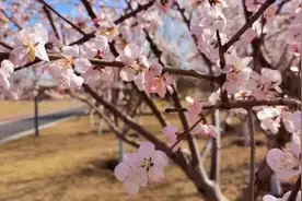 【晋源美】速来！太原植物园 晋阳湖山桃花盛开如海图片