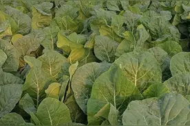 菜花的为什么叫有机花菜，其营养成分和功效有哪些？图片