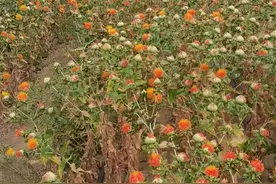 裕民红花之此地无银三百两图片