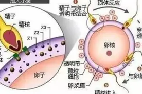 精子形成与受精过程：生命起源的科学与奇迹图片