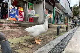 同样是家禽，鸡鸭很多人养，为何鹅却很少人养，原来有4个原因图片