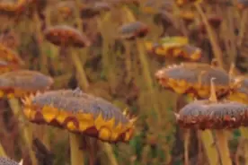 新疆千亩葵花丰收大如金盘图片