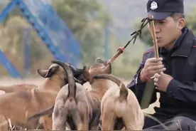 奶凶小警犬训练太费训导员 网友：心疼训导员，让我来图片