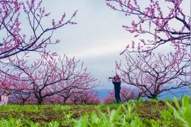赶紧收藏！ 河南春季赏花地图来啦！图片