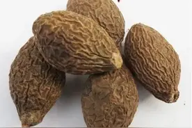 每日一味中药--胖大海图片
