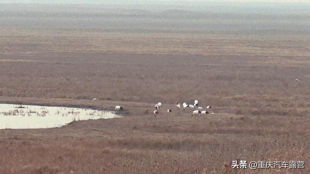 谁说平原无风景？盐城就是特例